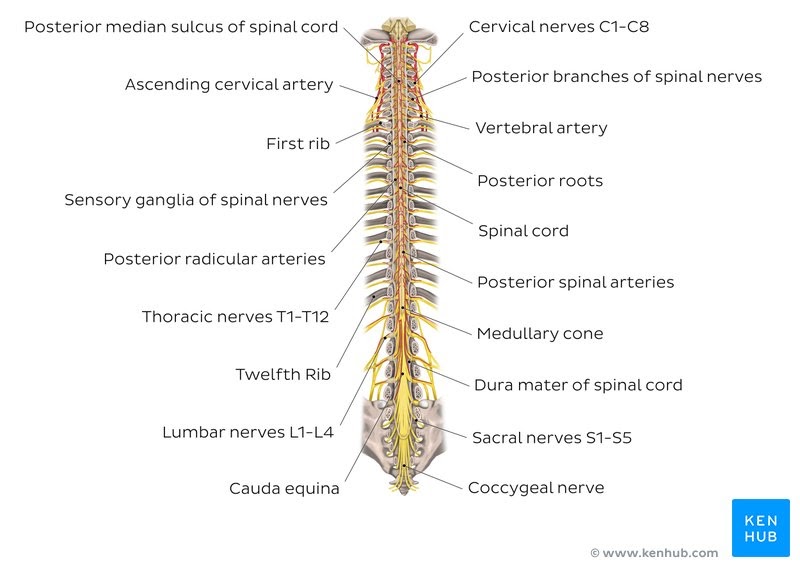 Нервная система латынь. Спинной мозг 3д анатомия. Спинной мозг Medulla spinalis. Filum terminale спинного. Spinal Cord structure.