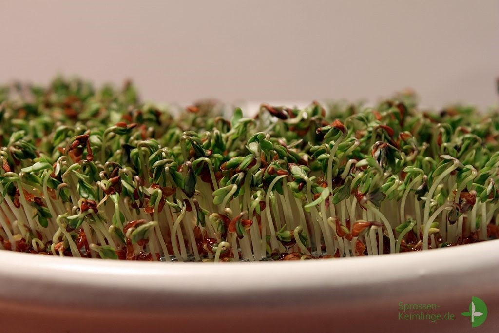 Sonnenblumenkerne Mit Schale Essen Schädlich