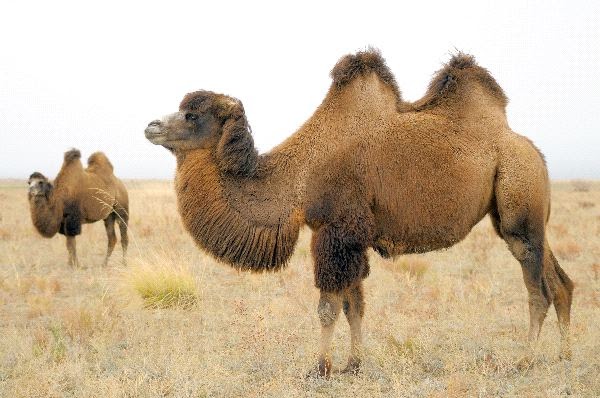 Sakepedia: Bactrian Camel