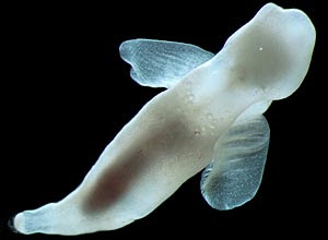 A lesma-do-mar "Platybrachium antarcticum", que vive na Antártida 