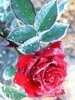 Зимняя роза