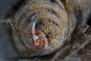 shrimp on sea cucumber 2