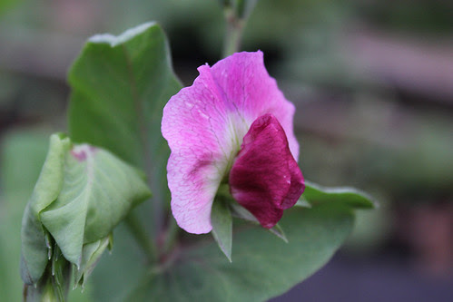 Pea flower