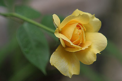 First Rose