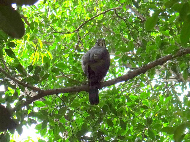 鳳頭蒼鷹/無限台南