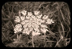 QueenAnne's Lace