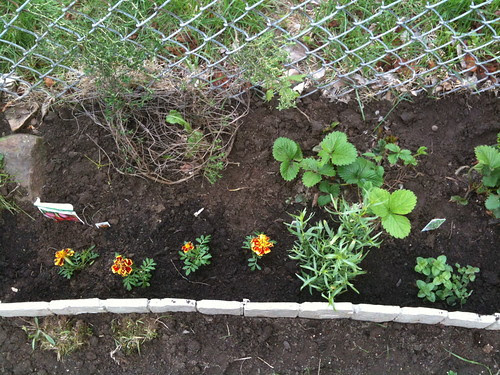 Assorted herbs & fruits
