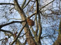 Free Image Hosting at www.ImageShack.us