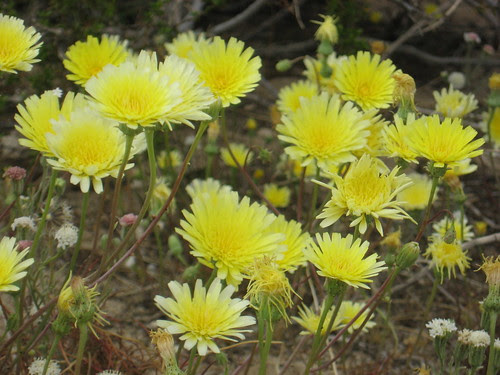 desert yellows