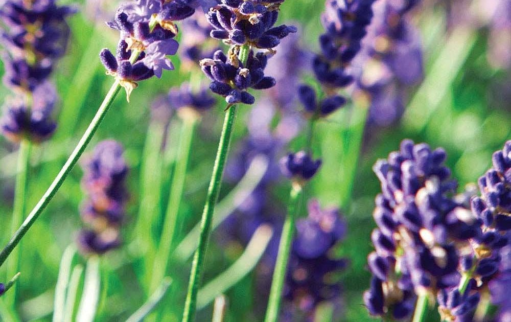 Culinary Lavender Flowers For Sale / Certified USDA