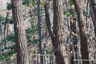 pennsylvania hardwood tree with tear drop leaves