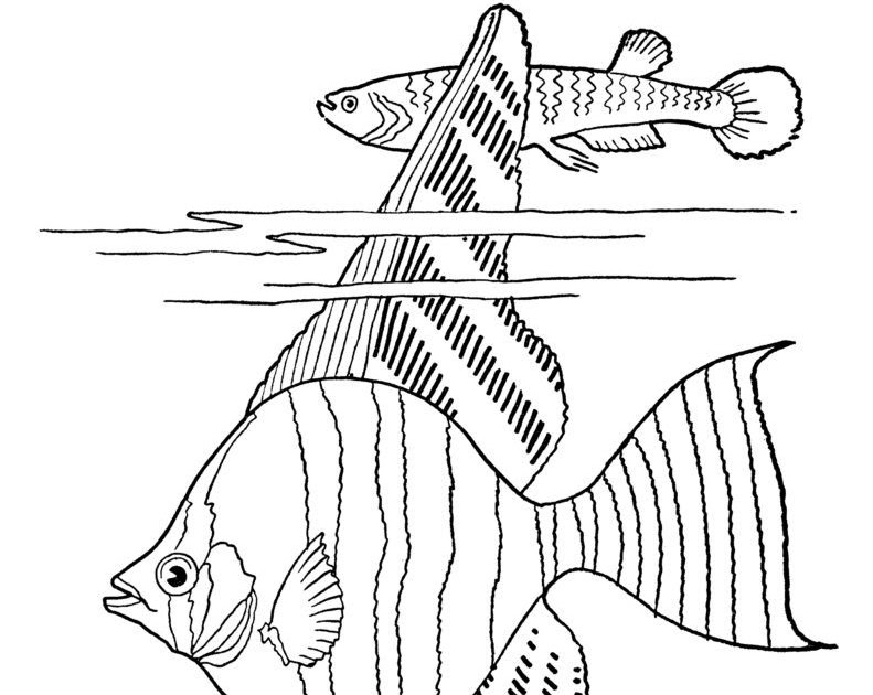 Free Tropical Fish Coloring Pages - Antionette Heintz's Coloring Pages