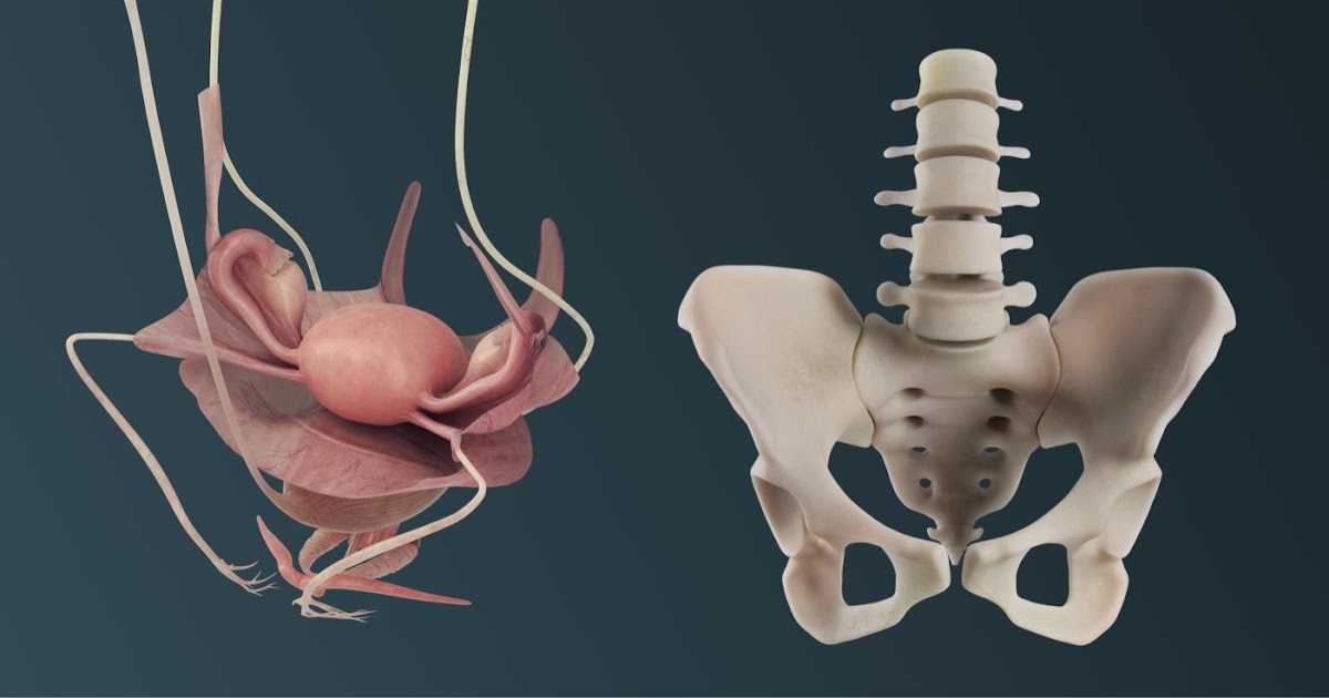 Pelvic Anatomy Female / Human Female Pelvic Section Pregnancy