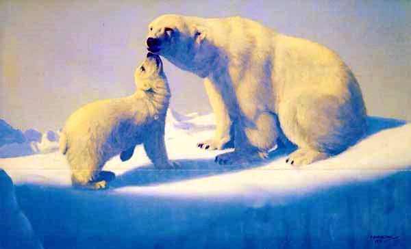 Tender Arctic Tender Arctic