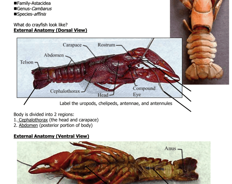 anatomy diagram source