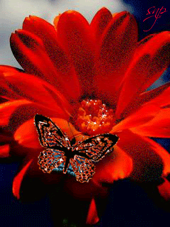 Красный цветок с бабочкой!