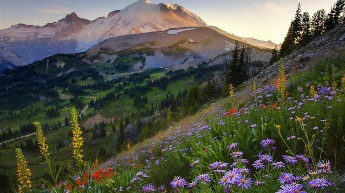 spring flowers