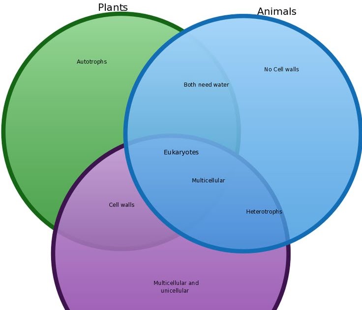 Are All Plants And Animals Multicellular BREWRN