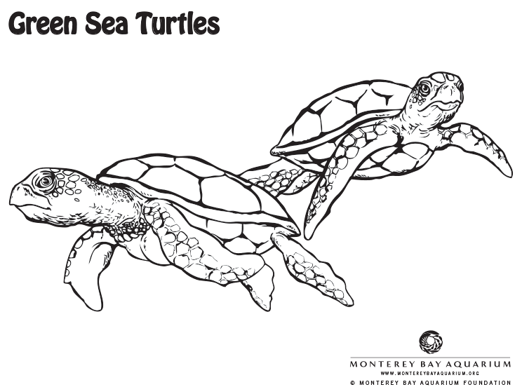 Green Turtle Coloring Pages - coloring pages