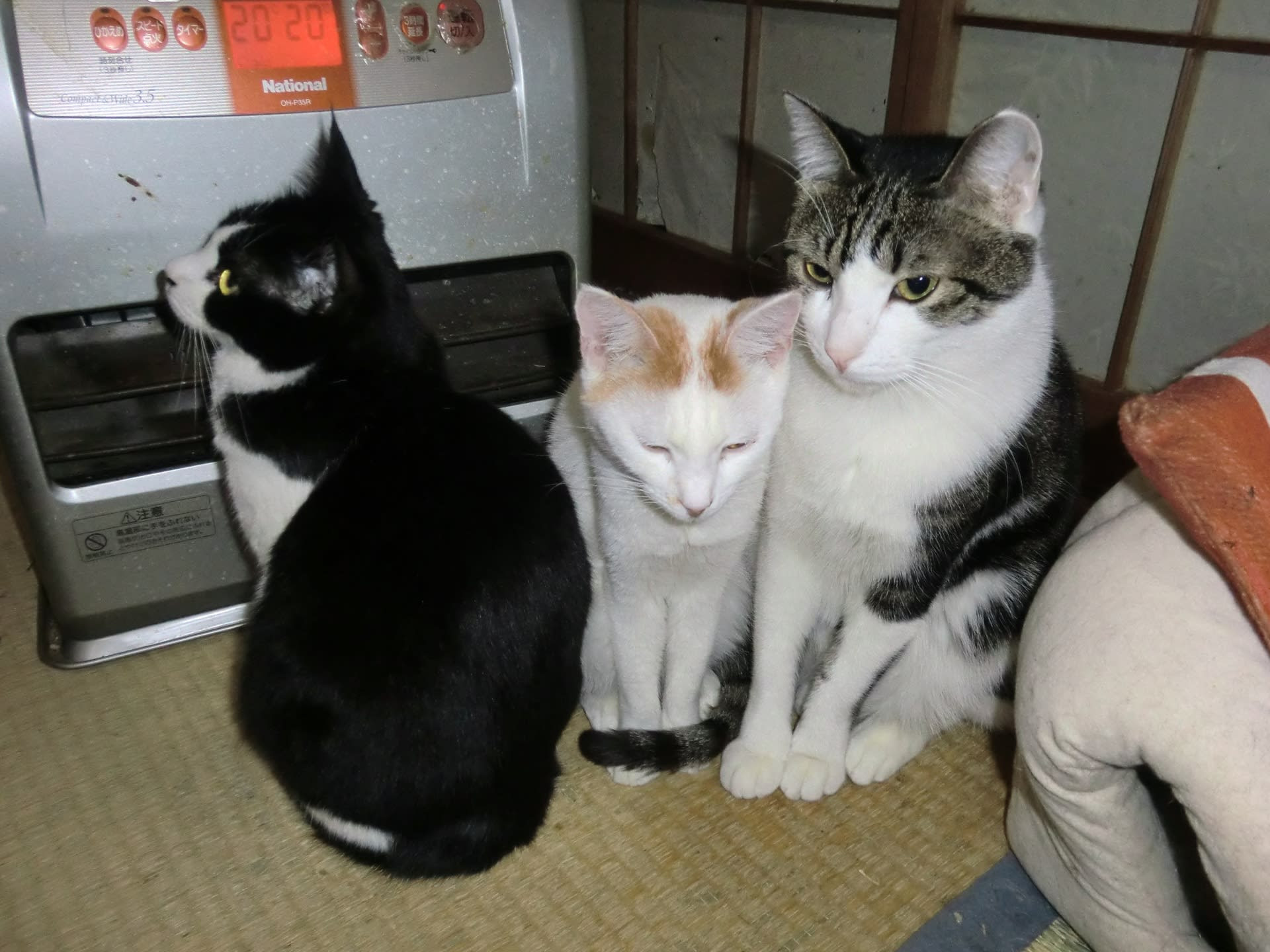 Jongeres ねこ鍋 壁紙