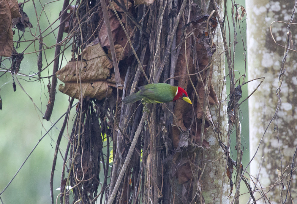 RedHeadedBarbet