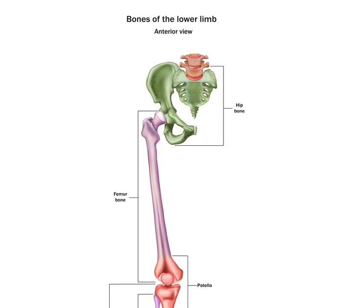 Lower Leg Bone Diagram : Lower Limb - Gutierrez Tooffer