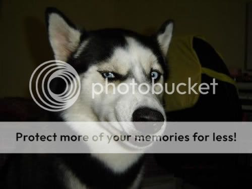Funny animals poses and expression | Funny Images and videos of the day