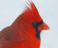 Close up icy cardinal