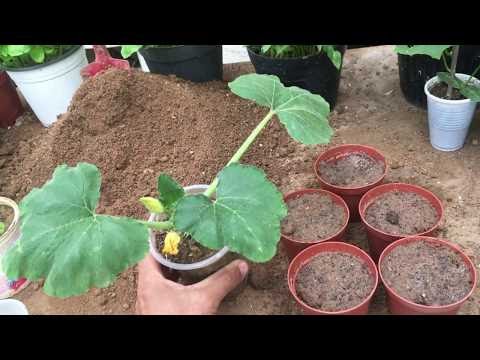 HOME AND GARDEN: HOW TO PLANT SPROUTED COURGETTES SEEDS