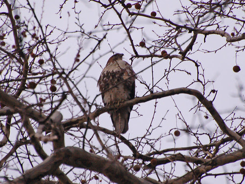 Juvie Red-Tail over Morningside Drive