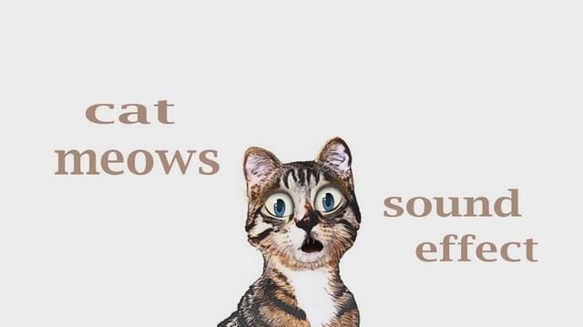Cat Meow Sound Effect Sahara