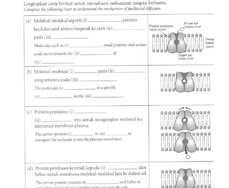 Biologi Kertas 3 Tingkatan 4 / Contoh soalan peperiksaan, skema jawapan