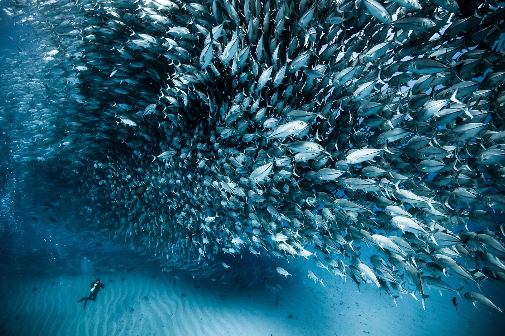 Picture of a diver near a giant school of fish in the Sea of Cortez, Baja California, Mexico