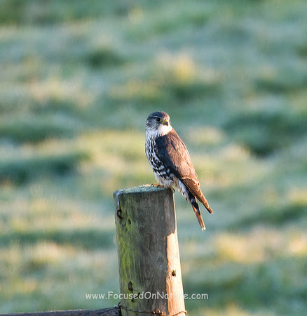 Merlin Merlin