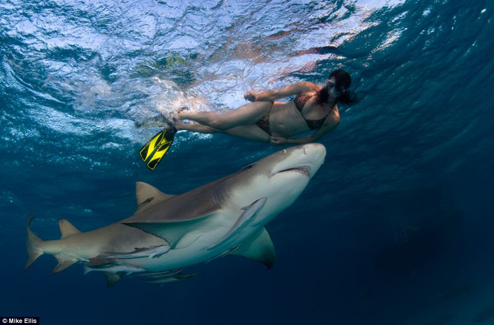 'Shark warrior': Lesley Rochat said she wanted to make herself as vulnerable as possible to the tiger shark by swimming in a bikini 