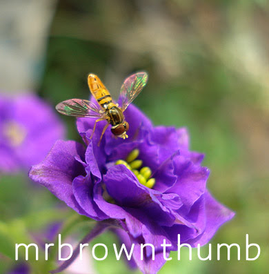 Hover Fly