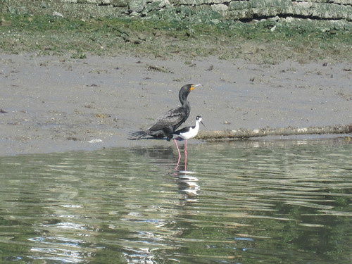 cormorant and black necked stilt