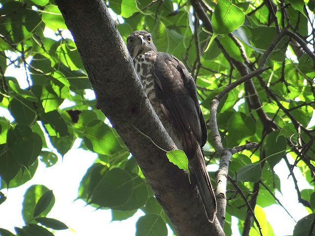 鳳頭蒼鷹/無限台南