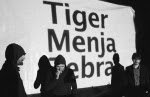 tiger_menja_zebra