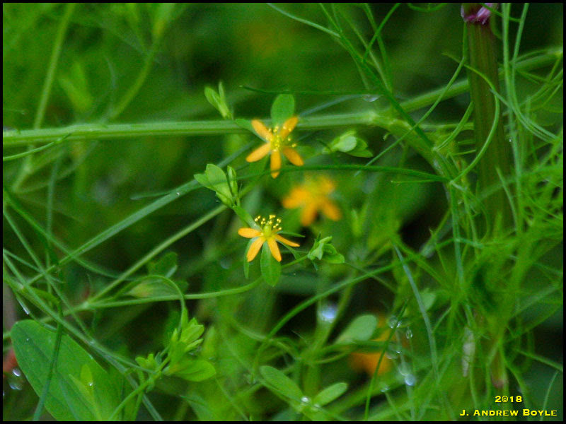 Yellow Flower Yellow Flower
