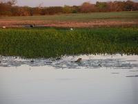 Free Image Hosting at www.ImageShack.us