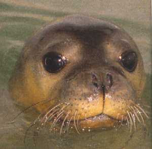 http://colombia.pordescubrir.com/wp-content/uploads/2008/12/foca-monje.jpg