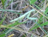 mantis