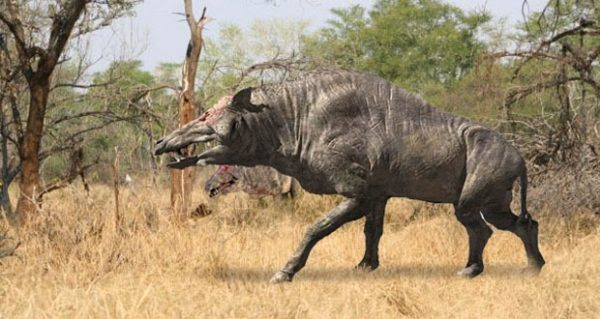 10 animais gigantes que viveram depois dos dinossauros 10 animais gigantes que viveram depois dos dinossauros