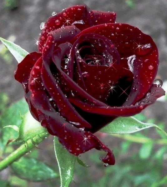 Роза.Пурпурная красавица