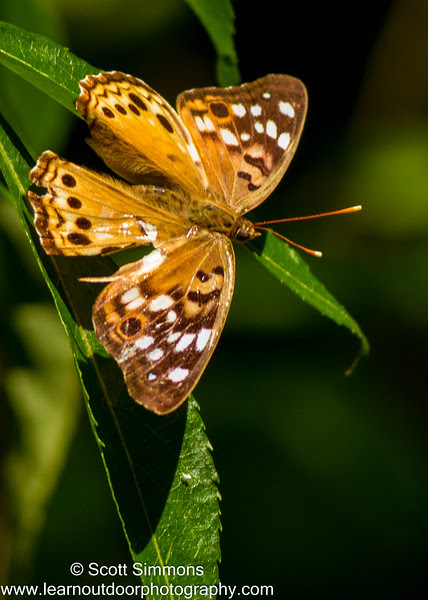 Photo & Video Sharing by SmugMug Photo & Video Sharing by SmugMug