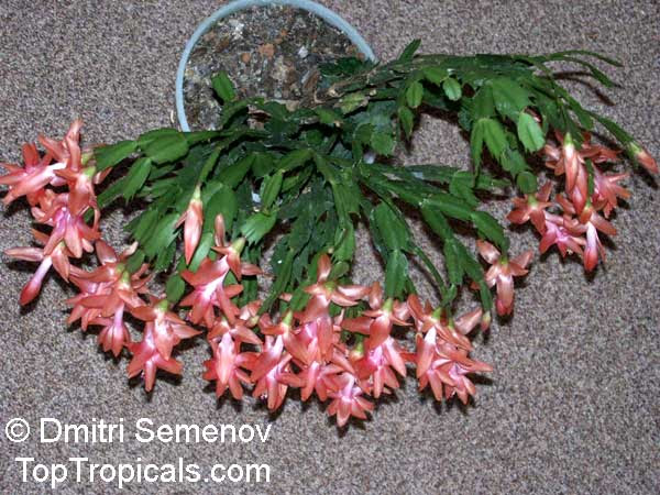Urban Dream 35: Christmas Cactus Soil Mix
