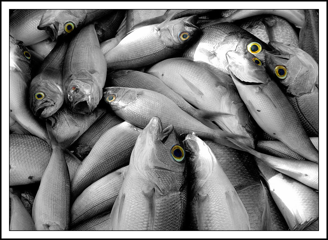 Fish_Tale