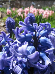 Blue & Pink Hyacinth