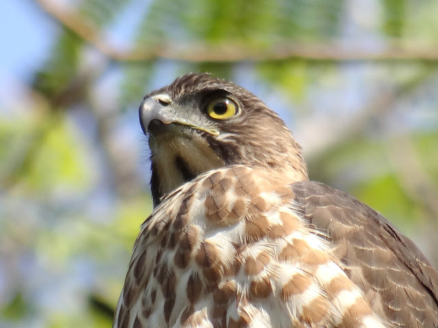 鳳頭蒼鷹/無限台南